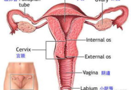 妇科私密凝胶是粘膜吸收,粘膜吸收，呵护女性私密健康新篇章