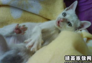 看见苍蝇就拔枪打一成语,看见苍蝇就拔枪的成语解析